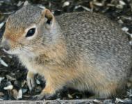 Wildlife